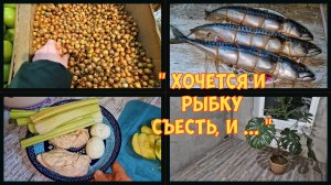 Зима вернулась. Лук севок с правом выбора. РЕШИЛА что всё на мази да не тут-то было!