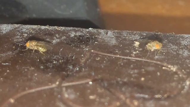 Мухи смотреть онлайн