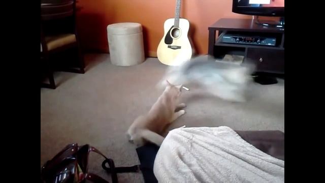 Смешное видео - Кот против Собаки смотреть онлайн