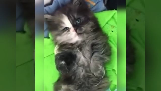 Необычный милаш 🤍🖤