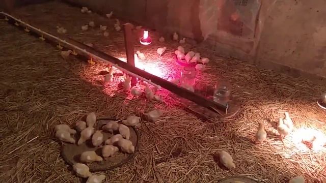 Как начать бизнес бройлеров за 70т смотреть онлайн