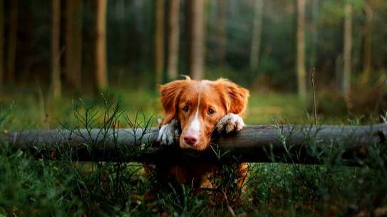 ПРИРОДА ЖИВЁТ БЕЗ ВОПРОСОВ...