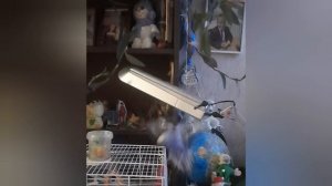 Смешные видео с попугаем