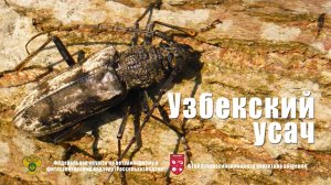 Узбекский усач