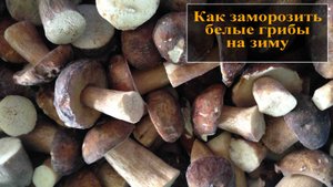 Как заморозить белые грибы