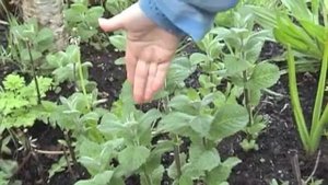 mentha spicata - spearmint