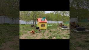 Весна в питомнике Атака Гриффонов🤗🩷😄