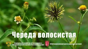 Череда волосистая