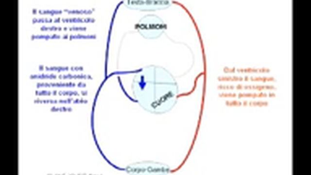 Circolazione del sangue смотреть онлайн