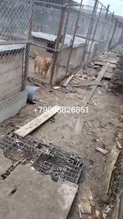 Нужен гравий для обсыпки вальеров!
