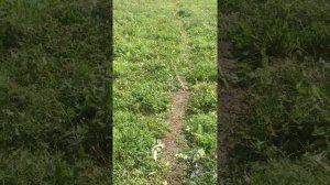 Алтайская клубника. Опыт выращивания клубники на Алтае