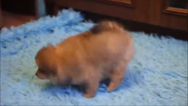 шпиц светлый рыжик смотреть онлайн