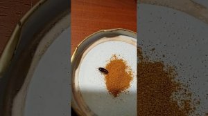 Таракан ест жгучий красный молотый перец и ему хоть бы что! Это сверх-существа!