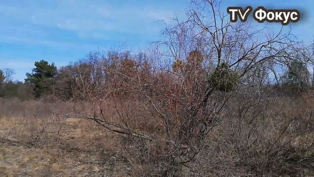 Труханов остров. Весна на Матвеевском заливе. Красота природы в Киеве.