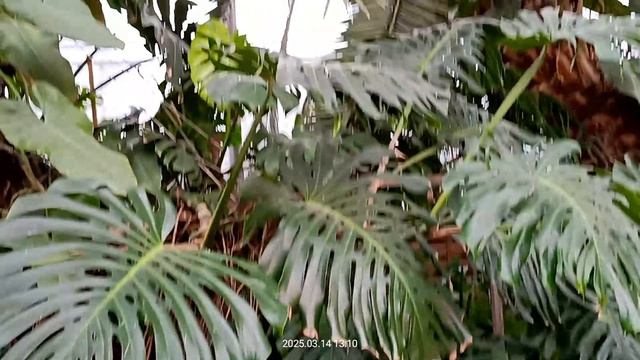 Оранжерея Таврищеского сада смотреть онлайн