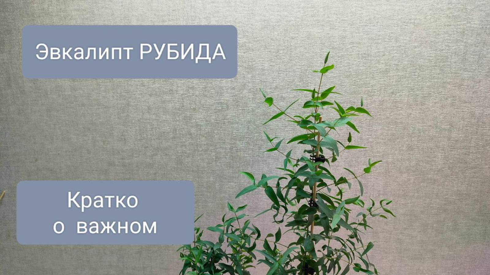 🟤ОБЗОР по эвкалипту РУБИДА. Полив, стрижка и удобрение.