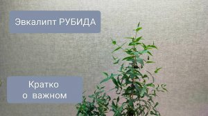 🟤ОБЗОР по эвкалипту РУБИДА. Полив, стрижка и удобрение.