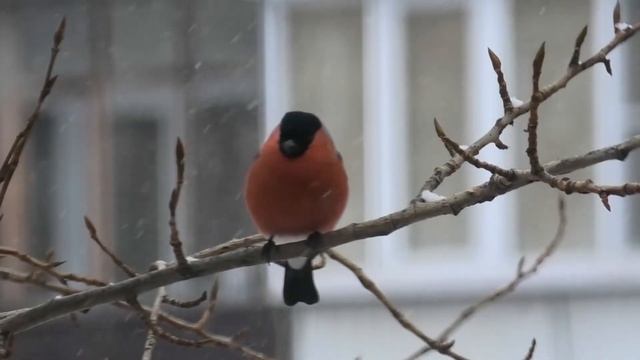 Снегирь темной стороны смотреть онлайн