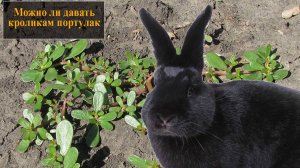 Можно ли давать кроликам портулак