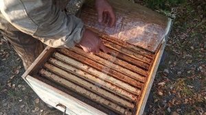 Ставлю  китайские полоски  от   клеща  Варроа .