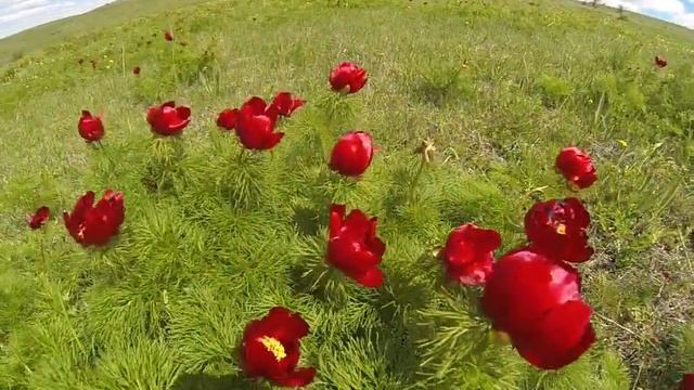 Пионы Азамата Малиновки Крым