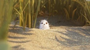 Песочник — Русский трейлер (мультфильм 2016) / Piper