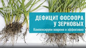 Красные листья пшеницы - дефицит форсфора. Устарняем легко и вовремя