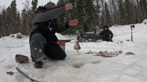 Крупная сорога на маленькой таёжной речушке.