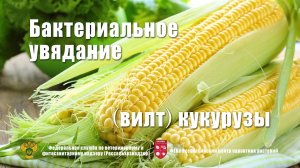 Бактериальное увядание (вилт) кукурузы