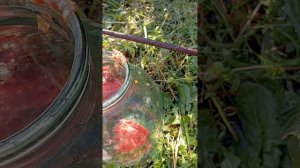 промывка семена томатов,так легко и просто.