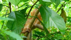 The Real Life's situation Of Abandoned Baby Monkey Amanda After Fall down