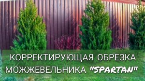 КОРРЕКТИРУЮЩАЯ ОБРЕЗКА МОЖЖЕВЕЛЬНИКА КИТАЙСКОГО "СПАРТАН". 14.03.2025г.