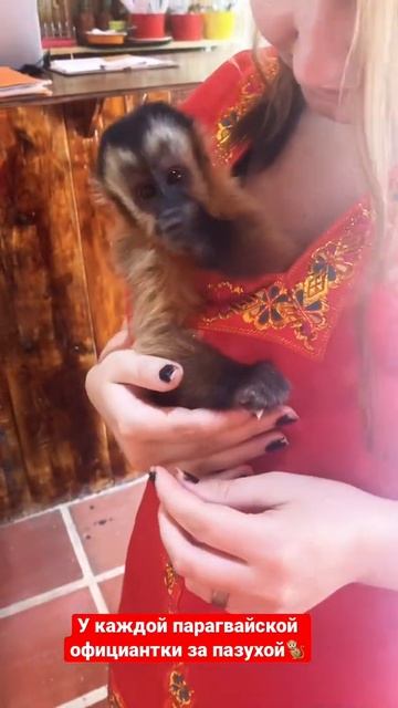 Официантка в русском ресторане и ее помощница - капуцин Клёпа. Парагвай. Энкарнасьон смотреть онлайн