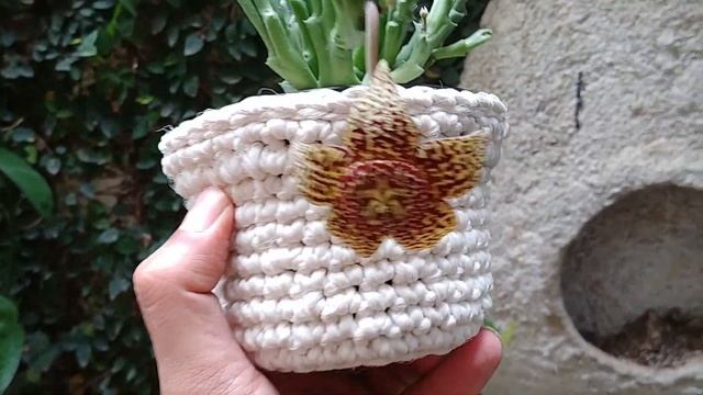 Identificação: Orbea variegata em flor, cuidados e forma de cultivo. смотреть онлайн