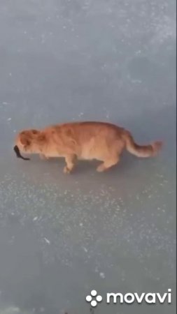 вор подкрался не заметно