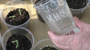 Сохраняю лук шалот