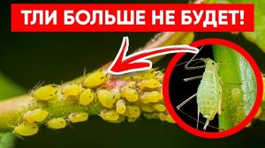 ТЛЯ БОИТСЯ ЭТОГО СИЛЬНЕЕ ОГНЯ! Супер Лучшее Средство от Тли Без Химии!