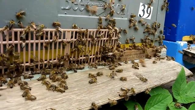 Столпотворение у летка после постановки ганемановской решетки смотреть онлайн