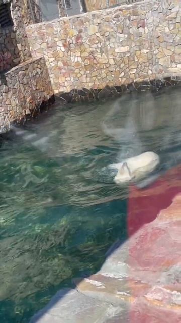 😺cat#кошка Эшли - зоопарк-белый медведь купается-6 pro #shorts ‼️ смотреть онлайн