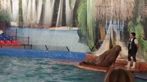 Дельфинарий в самаре