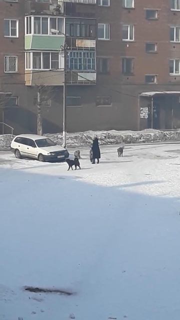 Злые собаки во дворах кидаются на жителей смотреть онлайн