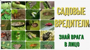 Могучая кучка - Николаенко,Нечаева,Хорошилова,Парецкий,Черкашин,Балановская,Батлаева