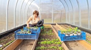 Весна на Кубани | Обрабатываем сад  | Закаливаем рассаду