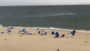 УЛИТЕЛО ЛЕТО