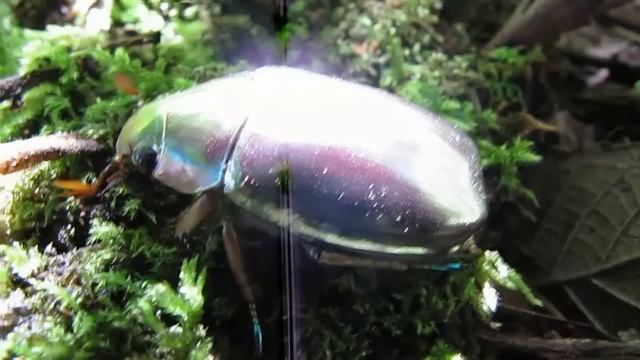 Chrysina limbata- jewel scarab in Costa Rica смотреть онлайн