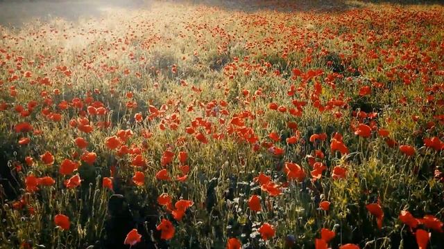 Campo de papoulas смотреть онлайн