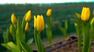 Мир сельского хозяйства. №68 Цветы 04.03.2025