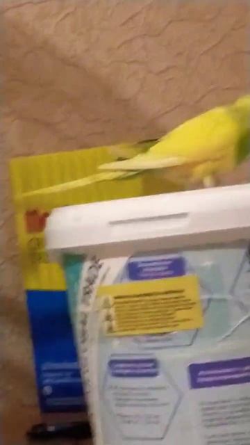 Милка гуляет, Лунтик дома смотреть онлайн