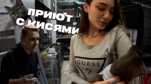 Взяли котенка из приюта "Муркоша"