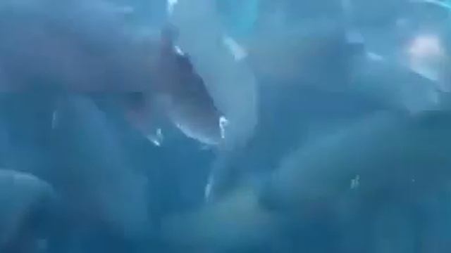 Разведение радужной форели в Курпсайской ГЭС